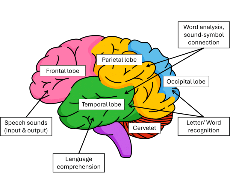 A graphic illustration of the brain with it's parts and functions.